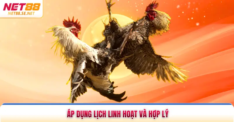 Cách Tập Luyện Cho Gà Chọi - Bí Quyết Nâng Cao Thể Lực Áp dụng lịch linh hoạt và hợp lý