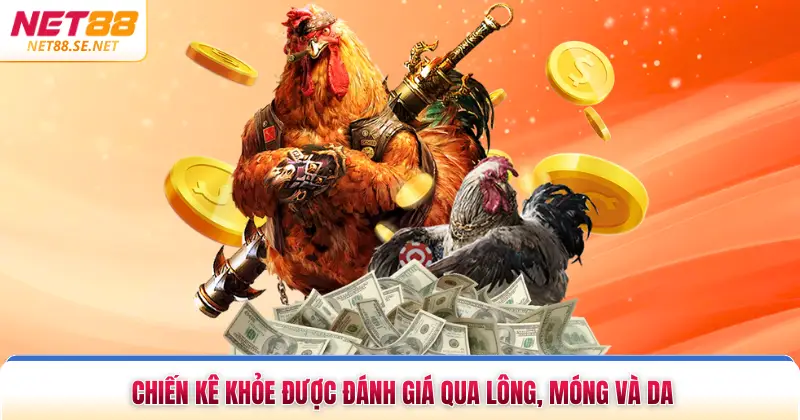 Cách Chọn Gà Đá Khỏe Mạnh Chuẩn Xác Trong Mọi Trận Ngoại hình của một chiến kê khỏe được đánh giá qua lông, móng và da