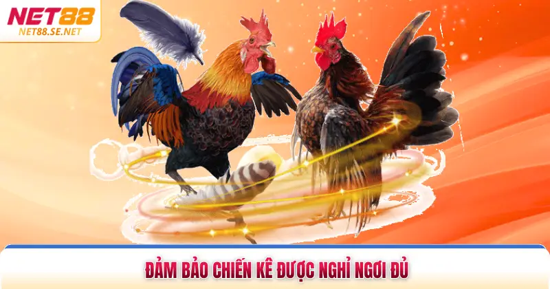Cách Tập Luyện Cho Gà Chọi - Bí Quyết Nâng Cao Thể Lực Đảm bảo chiến kê được nghỉ ngơi đủ