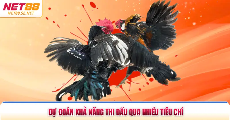 Cách Chọn Gà Đá Khỏe Mạnh Chuẩn Xác Trong Mọi Trận Dự đoán khả năng thi đấu qua nhiều tiêu chí