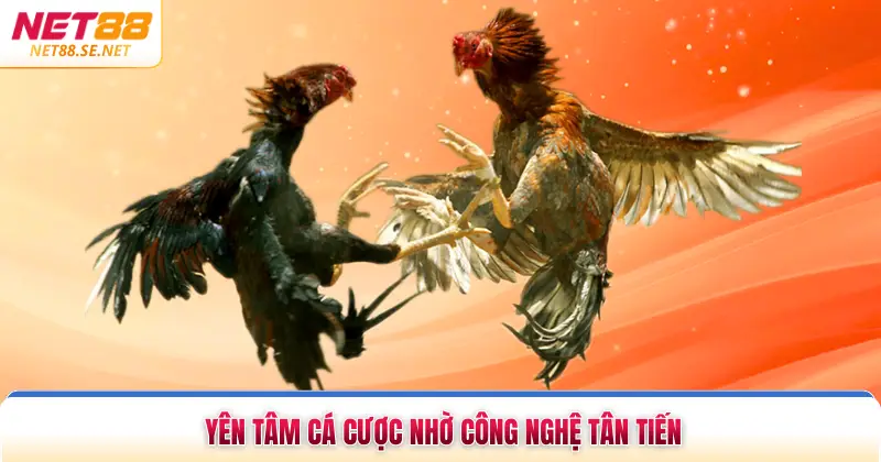 Đá Gà Thomo - Kèo Cược Uy Tín, Kịch Tính Theo Dõi Yên tâm cá cược nhờ công nghệ tân tiến